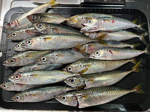 サバの釣果