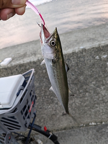 サゴシの釣果