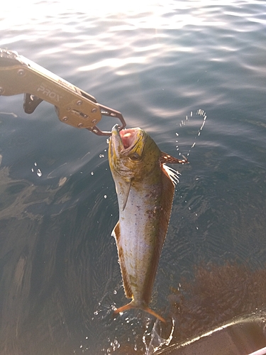 シイラの釣果