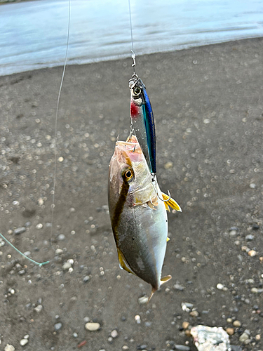 ショゴの釣果