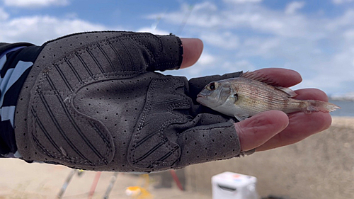 チャリコの釣果