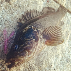 タケノコメバルの釣果