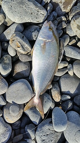 ショゴの釣果