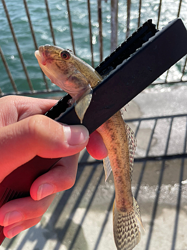 マハゼの釣果