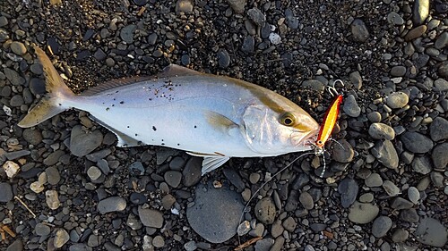 ショゴの釣果