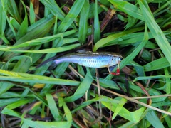 カワムツの釣果