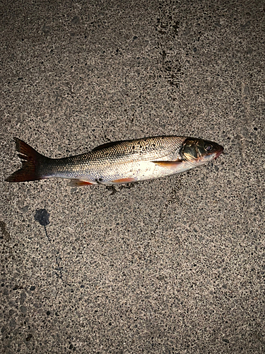 シャコの釣果