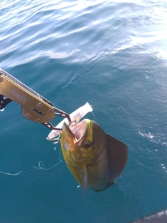 シイラの釣果