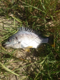 キビレの釣果