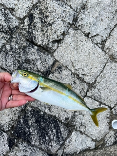 ツバスの釣果