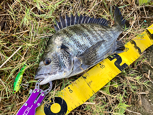 チヌの釣果