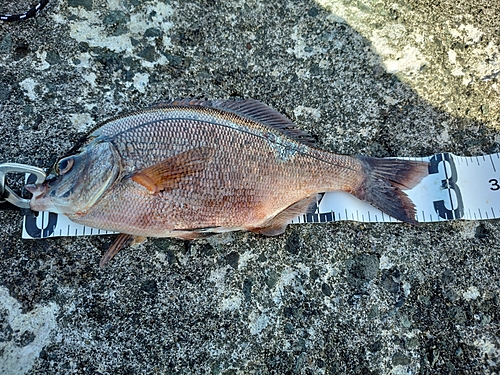 ウミタナゴの釣果