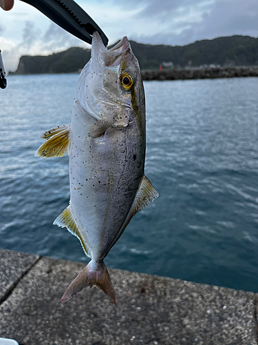 ショゴの釣果