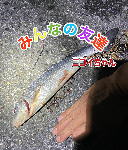 ニゴイの釣果