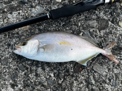 ショゴの釣果