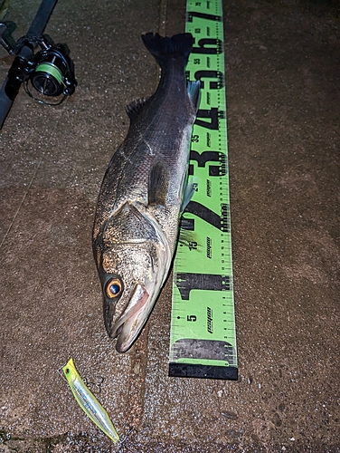 スズキの釣果