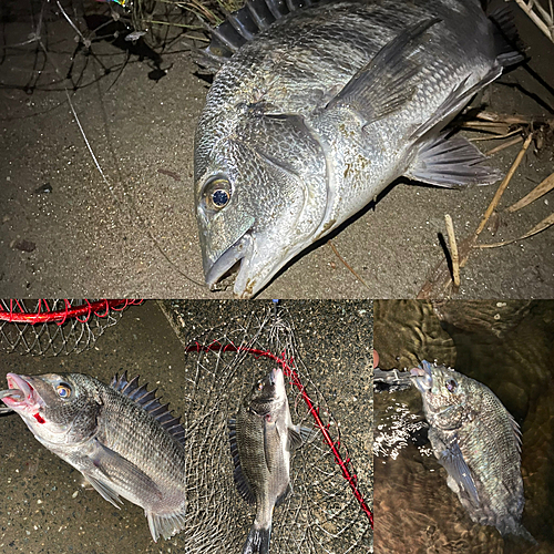 クロダイの釣果