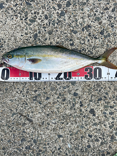 ツバスの釣果