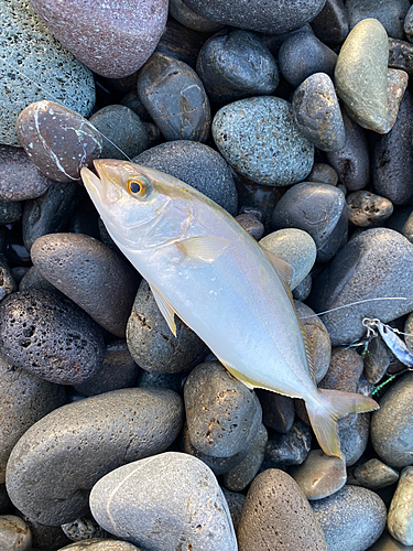 ショゴの釣果