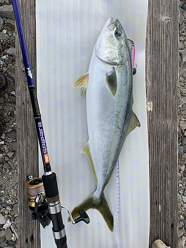 ヤズの釣果