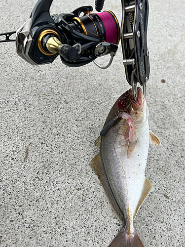 シオの釣果