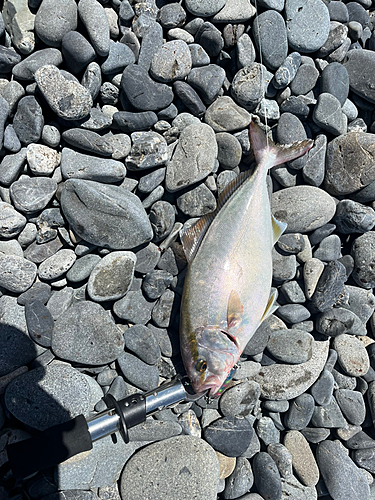 ショゴの釣果