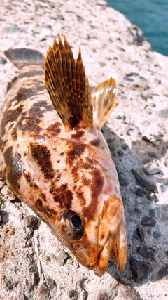 タケノコメバルの釣果