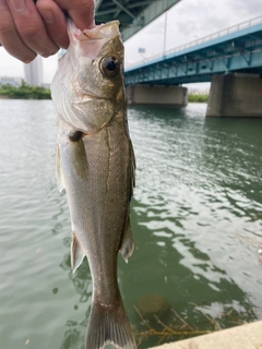 フッコ（マルスズキ）の釣果