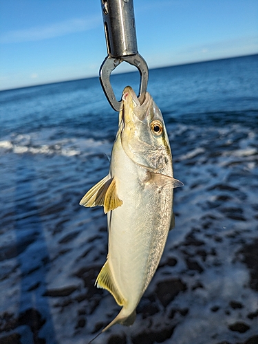 ショゴの釣果