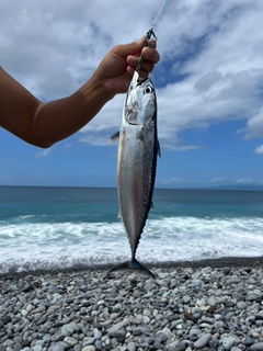 マルソウダの釣果