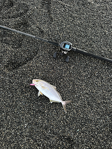 ショゴの釣果