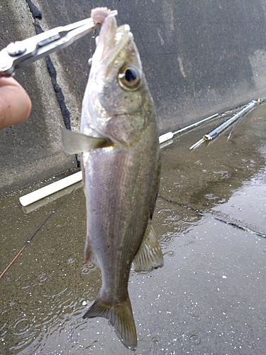 スズキの釣果