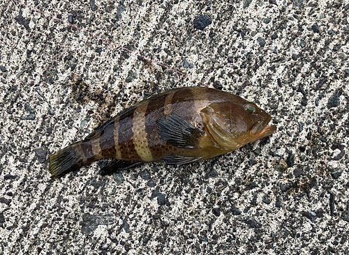 アオハタの釣果