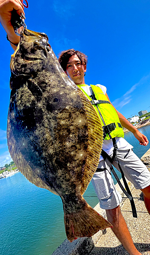 ヒラメの釣果