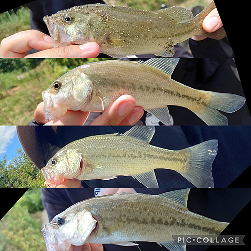 ブラックバスの釣果