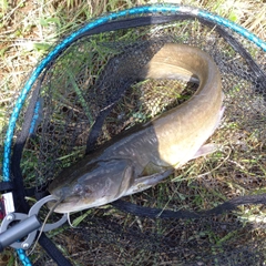 マナマズの釣果