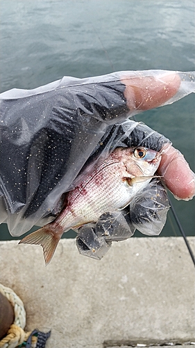 チャリコの釣果