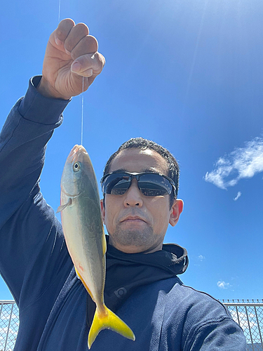 ツバスの釣果