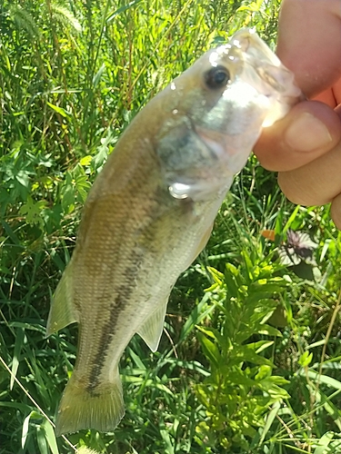 ラージマウスバスの釣果