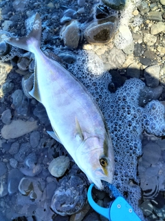 ショゴの釣果