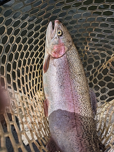 ニジマスの釣果