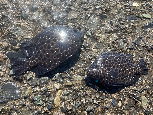 イシガキダイの釣果