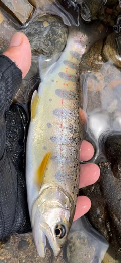 アマゴの釣果