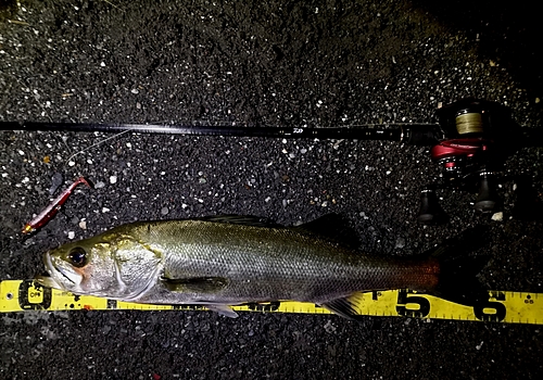 シーバスの釣果