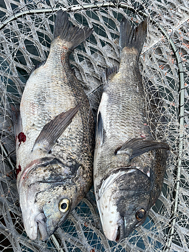 クロダイの釣果