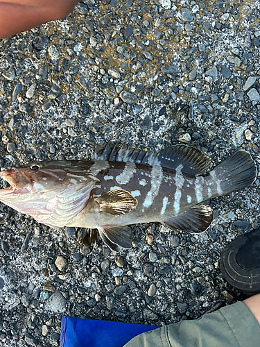 クエの釣果