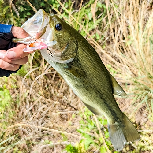 ラージマウスバスの釣果