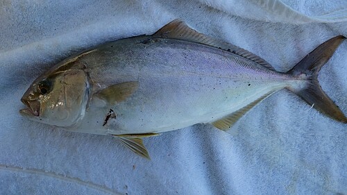 カンパチの釣果