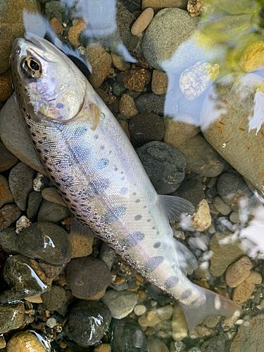 ヤマメの釣果