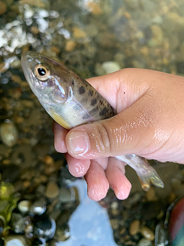 ヤマメの釣果